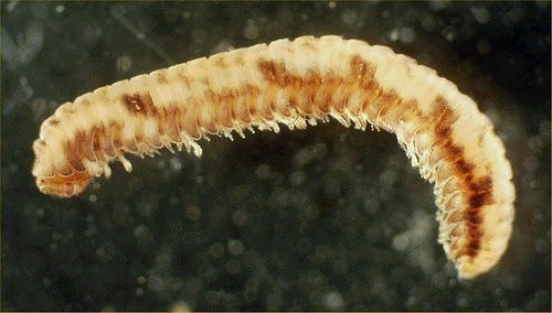 Представитель Семейства Metopidiotrichidae